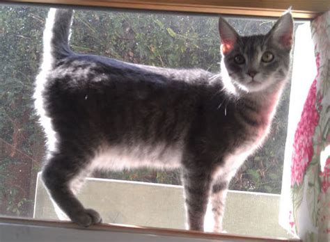 Bay area rescue organization, furry friends rescue operates entirely on a volunteer basis. Pico de Gato - Bay Area Cat Rescue