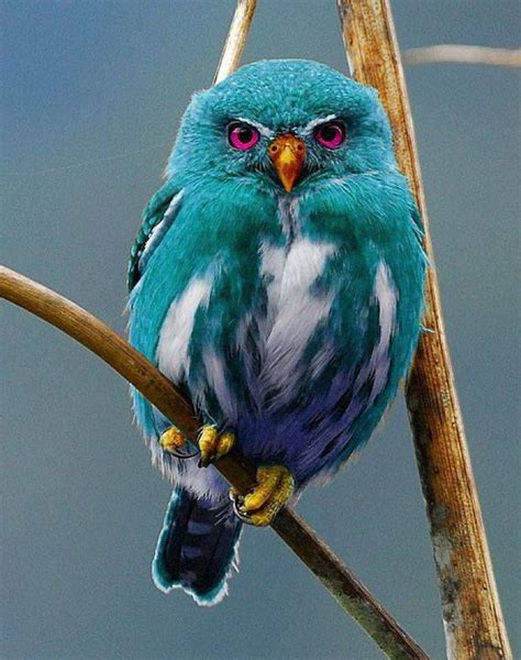 Colorful Owl Animals Beautiful Pet Birds Owl