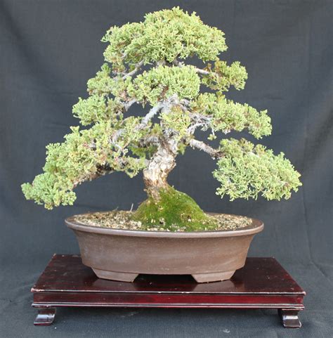 Keeping them indoors now the first thing. Procumbens Juniper 2 | kuromatsubonsai.com