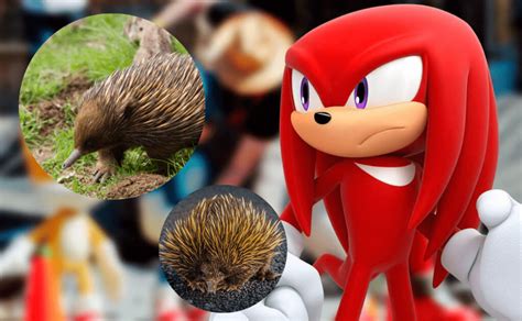 ¿qué Animal Es Knucles Y Los Demás Personajes De Sonic