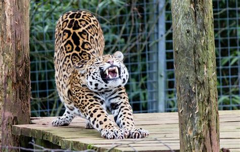 Wallpaper Pose Predator Jaguar Wild Cat Zoo Stretching Warm Up