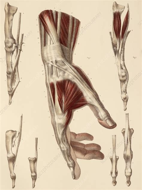 Hand Muscles Anatomy - Anatomy Diagram Book