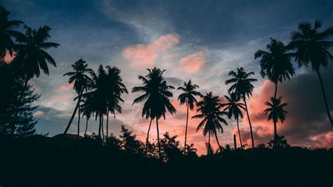Download Wallpaper 1920x1080 Palms Outlines Sunset