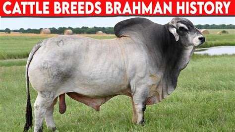 ⭕ Cattle Breeds Brahman History Brahman Cattle Bulls Youtube