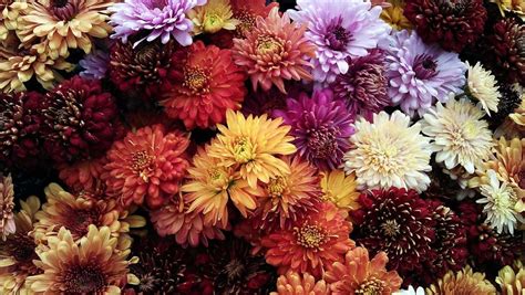 Check spelling or type a new query. Chrysanthemum (Pot Mum / Florist's Mum) Guide | Our House ...