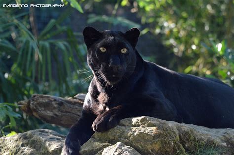Black Leopard Zoo Amneville Mandenno Photography Flickr