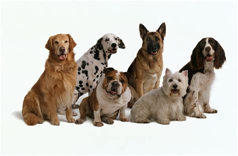 See his dating history (all girlfriends' names), educational profile, personal favorites, interesting life facts. How to Choose the Right Dog for You