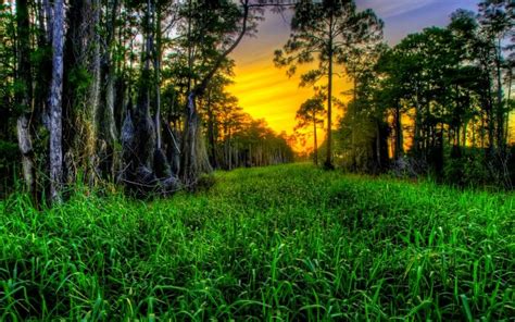 Hd Sunset In Woods Wallpaper Download Free 67577