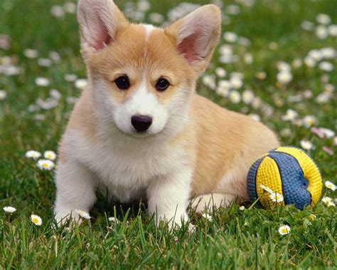 Add cute corgi wallpapers to your phone for free. Corgi Resting From Playing Ball Wallpaper and Background ...