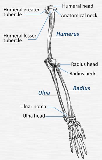 · brachialis, brachio, and brachii pertain to the upper arm. Anatomy of Bones of the Arm