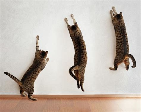 We did not find results for: » Fabulous Jumping Cats Will Make You Go 'Meow'