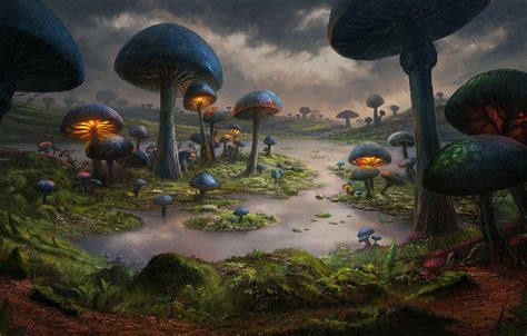 Mushroom Art Wallpapers Top Free Mushroom Art Backgrounds Wallpaperaccess