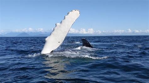Wild Whales Vancouver 2022 Ce Quil Faut Savoir Pour Votre Visite