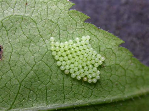 Butterfly Eggs Life Cycle Laying Hatching Identification And More