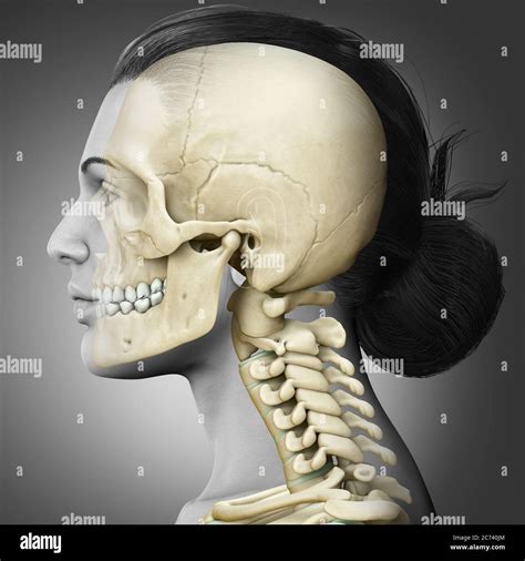 Representación En 3d Ilustración Médicamente Precisa De Una Cráneo
