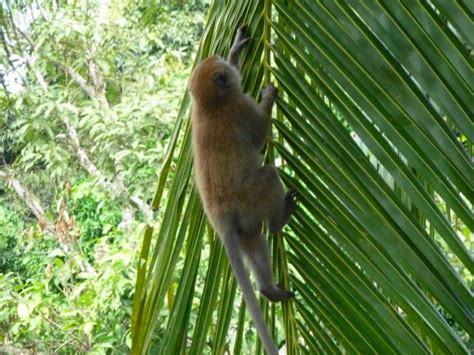 A monkey, a small primate with long limbs and tail for climbing trees. A monkey climbing a palm tree - Blogabond