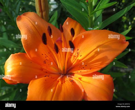 Lonlorum Asiatic Lilies Hi Res Stock Photography And Images Alamy