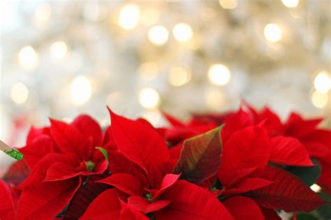Free Download Free Photo Poinsettia Christmas Red Christmas Background