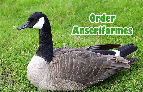 Order Anseriformes Characteristics Types Of Waterfowl Birds