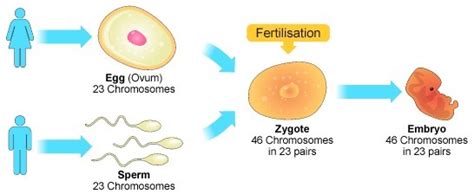 What Is The Importance Of Producing A Haploid Egg Cell Brainlyph