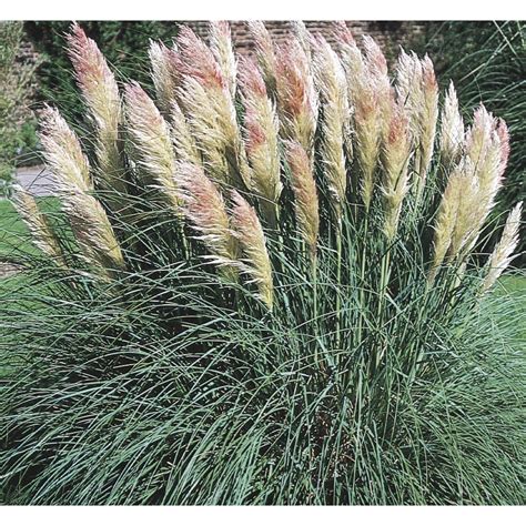 Choose a sunny location with rich soil for your pampas grass. Shop 3.5 Gallon Dwarf Pampas Grass (L9229) at Lowes.com