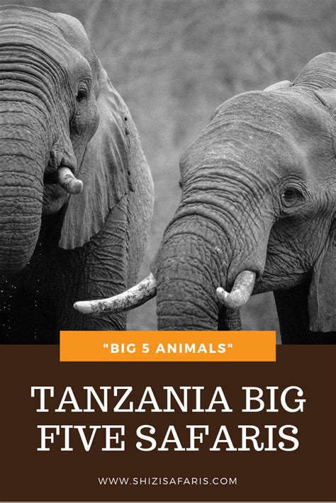 Tanzania Big Five Safaris Big 5 Animals Shizi Safaris Tanzania