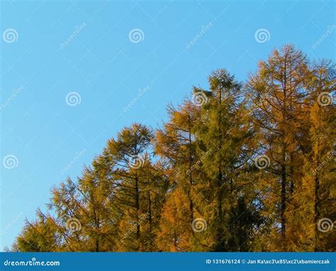 Golden Autumnal Trees Against Blue Sky Stock Photo Image Of