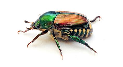 Japanese Beetle Identification And Scouting Integrated Pest Managment