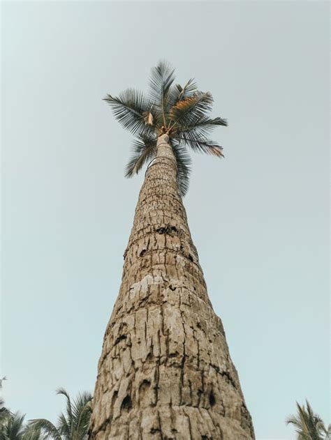 The coconut tree (cocos nucifera) is a member of the family arecaceae (palm family). Low Angle Photography of Coconut Tree · Free Stock Photo