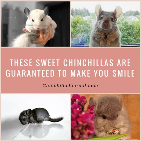 These Sweet Chinchillas Are Guaranteed To Make You Smile Chinchilla