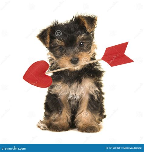 I Love You Yorkie Poo Puppy Royalty Free Stock Photo Cartoondealer