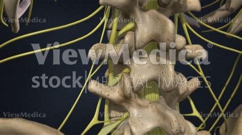 Viewmedica Stock Art Closeup Of L2 L3 And L4 Vertebrae And Spinal