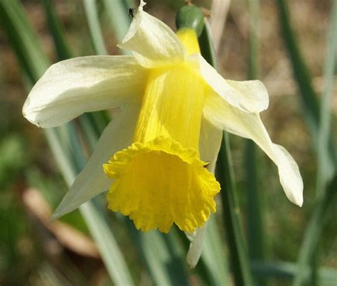 50 Wild Daffodil Bulbs Lent Lily Yellow Perennial Narcissus
