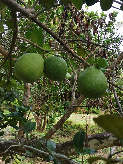 Pears are about the best fruit tree you can go to for deer food and managing your land. Free Images : pomelo, wildlife, fruit tree, food, citrus ...
