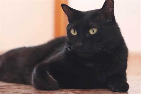 Do Black Cats Overheat 4 Important Topics Discussed My Mini Panther