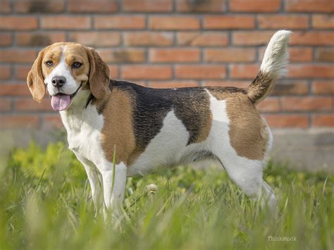 List Of Facts And Health Problems With Beagle Dogs Related To His Tail