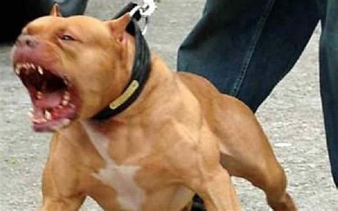 Perro Pitbull Ataca Y Desfigura El Rostro De Una Abuela Norteña