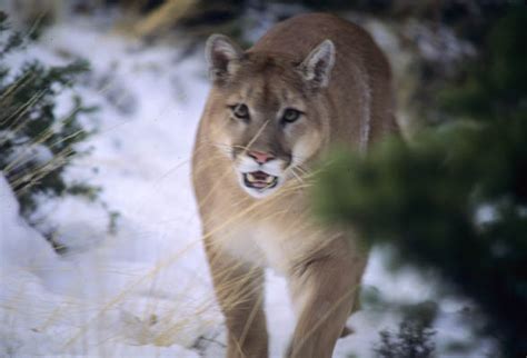 Predator Defense Protecting Cougars At Risk