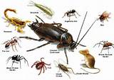 Photos of Pest Insects