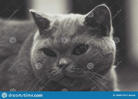British Shorthair Cat Breed Stock Image Image Of Breed Portrait
