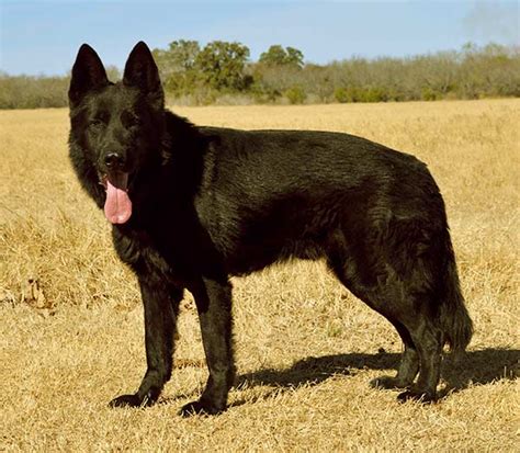 But if you love large black dogs, these are 10 of the big dog breeds are somewhat more likely to have serious inherited health problems like hip dysplasia, heart problems, and cancer than smaller dog. Big Fluffy Dog Breeds. List of Both Big White and Big Black Fluffy Dog Breeds. | Everything ...