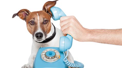 Dog On Phone Dreamstimem24767268 Job Crusher