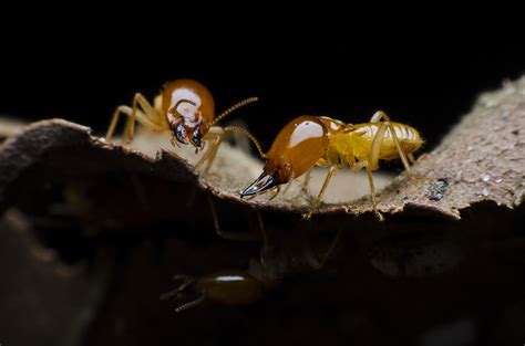 Common sense termite and pest control, inc. Services | Good Guys Pest Control, Inc.