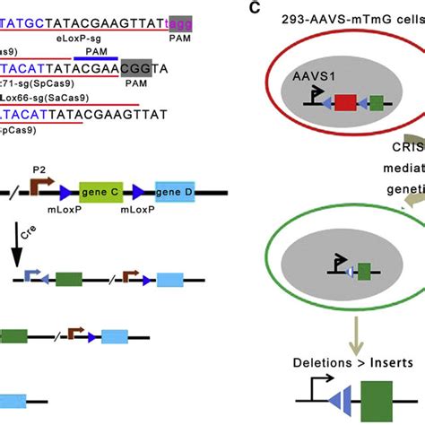 Crisprcas9 Loxp Mediated Gene Editing As A Novel Site Specific Genetic