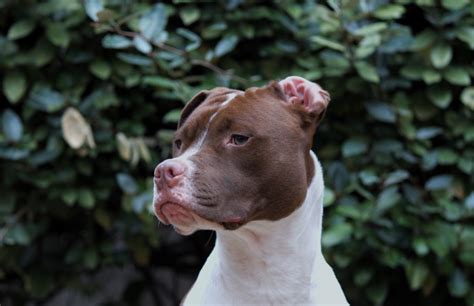 Horoscoop Welke Hond Past Het Best Bij Jouw Persoonlijkheid