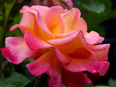 Maybe you would like to learn more about one of these? Pin by Lauren Watson on Oregon flowers | Rose, Flowers, Plants