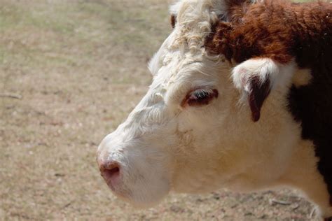 Breed Spotlight Hereford Cattle Livestock Nerd