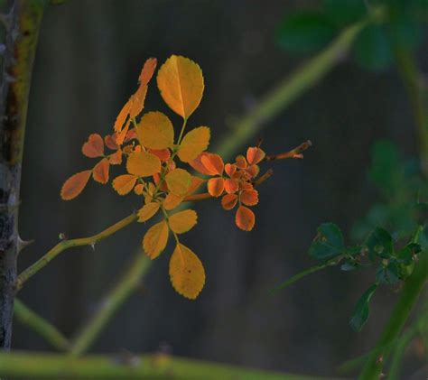 Yellow Leaves On A Rose Bush Free Stock Photo  Public Domain Pictures