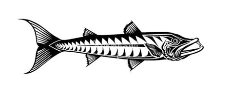 Barracuda coloring pages download and print barracuda coloring pages. Great Barracuda Fish Coloring Pages : Best Place to Color