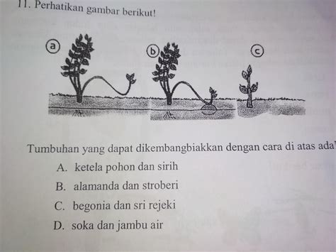 Cara Perkembangbiakan Ketela Pohon Tumbuh Tumbuhan